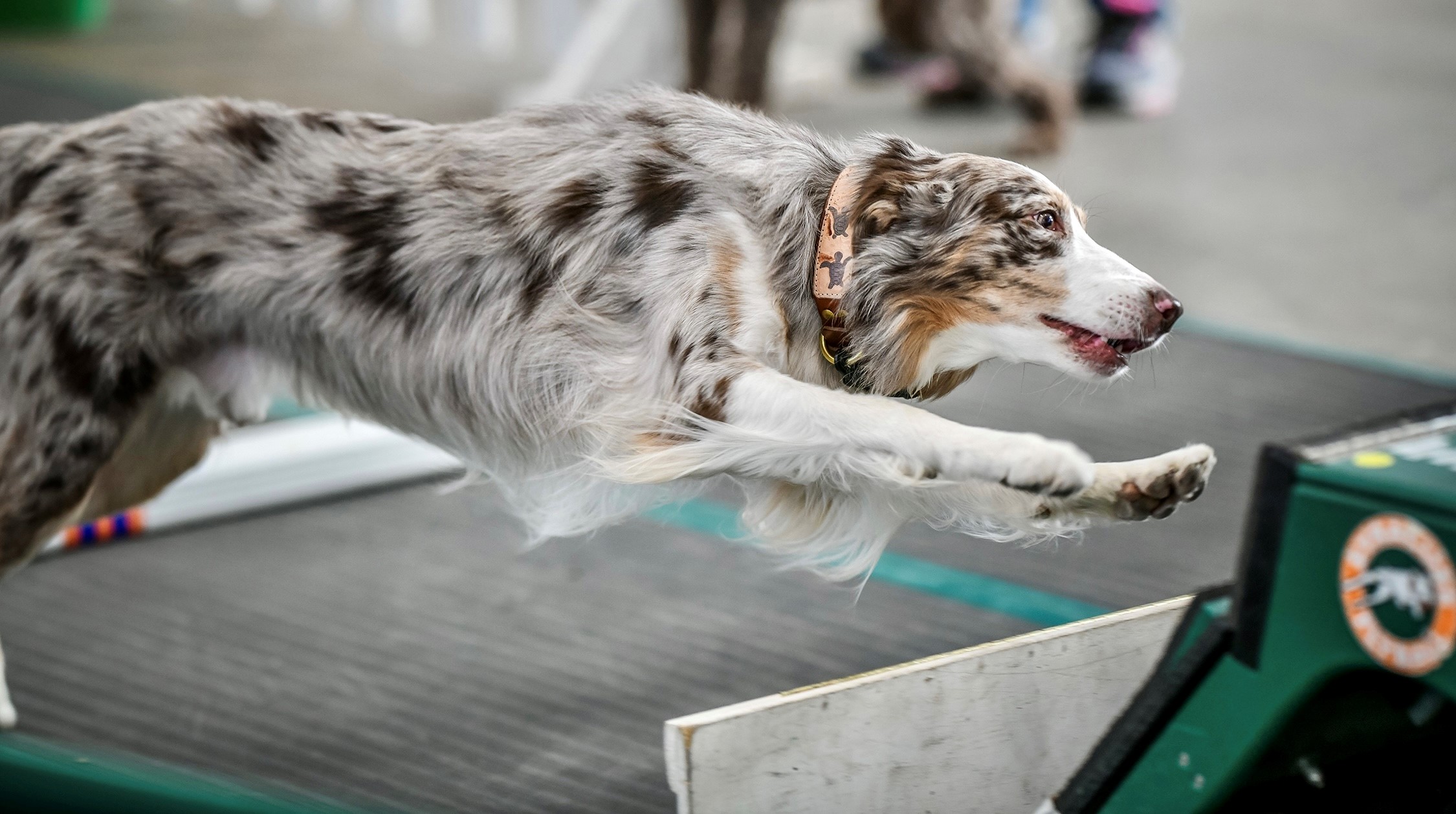 AKC Fast CAT Trials Syracuse Flyball